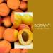  BotanyRoom Cold-pressed apricot kernel oil | 100% natural massage and skin care oil | For face hair and body | Mild nutty fragrance | 50ml glass bottle | A skincare product - Buy Online on GoSupps.com