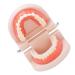 Teeth Model - Anti-Yellow Denture Model for Hospitals & Kindergartens | Shop Internationally - Buy Online on GoSupps.com