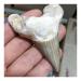 Stone Natural paleontological Tooth Natural Minerals Balance Gemstone Decoration Full of Texture