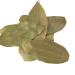 Indian Bay Leaves - Tej Patta for Meat, Rice, Pasta Seasoning and Tea Infusions 0.7oz - Buy Online on GoSupps.com
