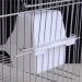 2PCS Bird Feeder Bird Food Feeder for Cage Bird Food Bowl Cups Plastic Food Feeder Cup for Parrots Cockatiel Pigeon Sparrow Bird Cage Bowl (2 pack) - Buy Online on GoSupps.com