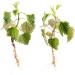 Nettle Root/Ortie Racine (Urtica Dioica) - Health Embassy - 100% Natural (50g) - Buy Online on GoSupps.com