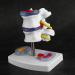 Anatomical Lumbar Intervertebral Disc Model - Spine Demonstration for Training & Education | International Shipping Available - Buy Online on GoSupps.com