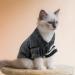 EXPAWLORER Cat Sweater for Cold Weather - Stylish Knitwear Cat Jacket | Soft, Warm Clothing for Fall and Winter | Small Size - Buy Online on GoSupps.com
