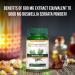 Pure Nutrition Boswellia Serrata Extract 600mg - 65% Boswellic Acids - Non GMO - 60 Veg Caps - 60 Count - Buy Online on GoSupps.com