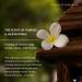 Nag Champa Essential Oil Diffuser Blend by Aromafume | 30ml/1 fl oz | Made with Sandalwood Jasmine Ylang Ylang & Champa Flower extracts | Meditative Spiritual Calming & Non-Toxic Nag Champa - Buy Online on GoSupps.com