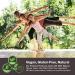BTGIN Korean Red Panax Ginseng Premium Capsules novel ginsenosides Compound-K RG3 - highly condensed Saponin Capsule Plus - Buy Online on GoSupps.com