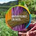 JUST TASTE Organic Sweet Potato Glass Spaghetti - 2.5 KG | Healthy Vegan Pasta for International Shipping - Buy Online on GoSupps.com
