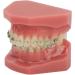 Portable Orthodontic Bracket Model - Simulated Safe Dental Resin for Students & Hospitals | International Shipping - Buy Online on GoSupps.com