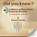 Clove Revive Toothpaste | Free Dental Consultation with Every Pack| Relieves Sensitivity from Sweet & Sour Triggers | Cavity Protection & Fresh Breath | Safe Formula| 100g - Buy Online on GoSupps.com
