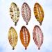 Beaupretty 6pcs Tortoise Shell Banana Hair Clips - Perfect for Thick Curly & Kinky Hair | International Shipping Available - Buy Online on GoSupps.com