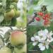 Skandinavisk FJORD Hand Cream Scent Notes: Green Apple Pear Blossom Orchard Fruits and Redcurrants Vegan Formula 75 ml - Buy Online on GoSupps.com