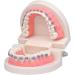 Dytah Orthodontic Demonstration Model - Teeth Study Model with Metal Arch Wire & Brackets for Effective Teaching - Buy Online on GoSupps.com