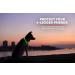 Illumiseen LED Dog Collar USB Rechargeable - Neon Green Large (L) 19-24 - High Visibility Light for Night Walking - Buy Online on GoSupps.com