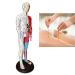 60cm Acupuncture and Muscle Anatomical Male Model Pressure Point and Meridians for Acupuncturists and Other Medical Professionals Training Teaching Education Supplies