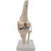 Opaeroo Life Size Anatomical Medical Knee Joint Model with Ligaments - Perfect for Education & Anatomy Studies - Buy Online on GoSupps.com