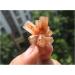 Natural Rare Aragonite Quartz Crystal Cluster Shape Rough Stone Nepheline Home Decor Gifts Beautiful Natural Luster (Size : 10pcs) - Buy Online on GoSupps.com