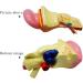 Ear Anatomy Magnified Model Biological Teaching 5 Times Natural Large Cochlea Model External Middle and Inner Ear Demonstration Teaching Aids - Buy Online on GoSupps.com