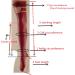 Handmade LL Transparent Latex Stockings with Bowknot - Long Leg Rubber Socks for Ultimate Comfort & Style - Buy Online on GoSupps.com