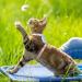 Adjustable Rabbit Leash & Cat Dishes - Perfect for Small Pets | International Shipping - Buy Online on GoSupps.com