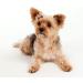 RDWESZOD 12 Pcs/6 Pairs Classic Check Pattern Hair Clip for Dogs Cats - Buy Online on GoSupps.com