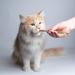 Natural Cat Catnip Silvervine Sticks Cat Sticks Pet Kitten Cleaning Teeth Healthy Care Cat Molar Toothpaste Snacks Fovolat - Buy Online on GoSupps.com
