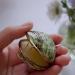 Solid Perfume - Vetiver & Lemongrass Fragrance All Natural & Organic (.25 Oz) Vetiver & Lemongrass 1 Count (Pack of 1) - Buy Online on GoSupps.com