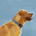 Taglory Medium Dog Collar - Soft Padded Neoprene Nylon Adjustable & Reflective for Training Gray (1 Pack) - International Shipping Available - Buy Online on GoSupps.com