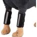 Pet Knee Brace 1 Pair Dog Front Leg Braces Carpal Support with Safety Reflective Straps for Dogs with Arthritis and Injuries(M) - Buy Online on GoSupps.com