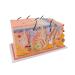 3B Scientific J13 Skin Block Model 70 Times Full-Size 17.3-Inchx9.4-Inchx9.1-Inch - Buy Online on GoSupps.com