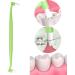 B Baosity Ended Pet Dental Brush - Ergonomic Design for Optimal Oral Care Green 4 Pcs 1 count (Pack of 1) Green - Buy Online on GoSupps.com