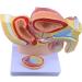 Male Pelvis Male Reproductive System Anatomy Model 1:2 Life Size Male Pelvis Anatomy with Genital Model Male Prostate Pelvic Reproductive Urinary System Model for School Teaching Display
