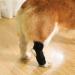 Dog Knee Brace 2-Pack Dog Leg Brace with Bimetallic Spring Bars Canine Rear Hock Support Protects Wounds Heals and Prevents Injuries and Sprains Helps with Loss of Stability Caused by Arthritis (M) - Buy Online on GoSupps.com
