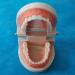 Qqbaihuo Removable Simulation Toothbrush Model - Teaching Prosthesis for Men & Women - 6 Pairs for Caries & Missing Teeth - Buy Online on GoSupps.com