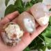 ENPAP 90-100g Beautiful Natural Cherry Blossom Agate Hand Play NaturalStones xingyong - Buy Online on GoSupps.com