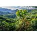 Kirkland Signature Sumatran Whole Bean Coffee- Whole Bean - 100% Arabica Coffee - Dark Roast - 907g - Buy Online on GoSupps.com