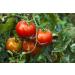Organic Sun-Dried Tomatoes 2 Pounds - Non-GMO, Kosher, Raw, Vegan - Bulk 2 Pound Pack - Unsulfured & Salted - Buy Online on GoSupps.com