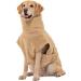 Buy Lills Dog Wool - 100% Organic Cotton Blanket in Sand Beige/Cream | Ideal for Pets | 55 cm Back Length - Buy Online on GoSupps.com