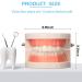 Dental Teeth Model Set - 12 Pcs Plastic Standard Teeth Models for Dental Demonstration and Study Supplies for Kids, Dentists, and Students - Clean Display - 3.15 x 2.2 Inch - Buy Online on GoSupps.com