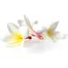 Rose Thai Aroma Oil - 100ml - Premium Massage Oil with Authentic Thailand Scent - Natural Rose Oil for Relaxation - Buy Online on GoSupps.com