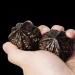Unbit Ballstretch Magnetic Stress Ball - Walnut Hand Massage Fitness Ball for Stress Relief & Hand Exercises | Gift Box Included - Color: D Size: Poison Box - Buy Online on GoSupps.com