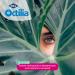 Octilia Natural Eye Drops - Hyaluronic Acid & Chamomile for Irritated Eyes | 10 Single Dose Bottles - Soothing Relief - Buy Online on GoSupps.com
