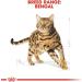 Royal Canin Bengal Cat Food 10 kg - Buy Online on GoSupps.com