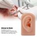 Silicone Ear Model for Piercing Training | Soft Flexible & Reusable Human Ear Display (Dark Skin Color) - International Shipping Available - Buy Online on GoSupps.com