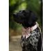 Lionet Paws Silk Dog Collar with Removable Fly - Comfortable XS Collar for Puppies & Cats Neck 20-30cm Pink - 1 Pack - Buy Online on GoSupps.com