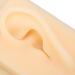 Human Ear Model - Comfortable Lightweight Soft Silicone for Teaching Demonstrations (Left) - International Shipping Available - Buy Online on GoSupps.com