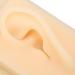 Silicone Ear Model Vivid Shape Durable Wearable Comfortable Soft Human Ear Model Glossy Texture Safe Practical for Teaching Demonstration(Left) - Buy Online on GoSupps.com