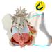 Buy Wellden Medical Anatomical Female Pelvis Model - Life-Size 6-Part with Removable Organs & Nerves - International Shipping Available - Buy Online on GoSupps.com