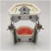 Dytah Typodont Troch Model - Realistic Dental Teaching Model with Removable Teeth for Adult Demonstration - International Shipping Available - Buy Online on GoSupps.com