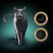 Sheba Fillets - Premium Wet Cat Food with Sustainable White Fish - 16 x 60g (16 Pack) - Shop Internationally - Buy Online on GoSupps.com